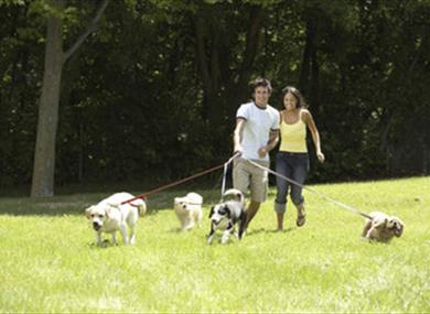 Mutt Strutt Plus - Sponsored dog walk
