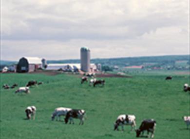 Sheperds Dairy Ltd
