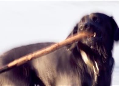 Thumbnail for Tower Dog Training Club - Obedience Dog Show