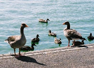 Thumbnail for RSPB  Holiday Activity Days