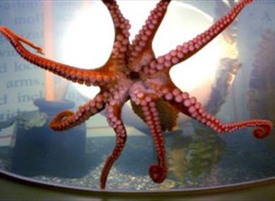 Thumbnail for Sea Life Centre