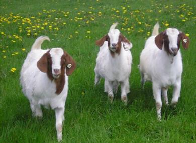 Thumbnail for Cockerham Boers Farm