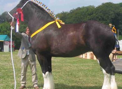 Thumbnail for Great Eccleston & District Agricultural Show