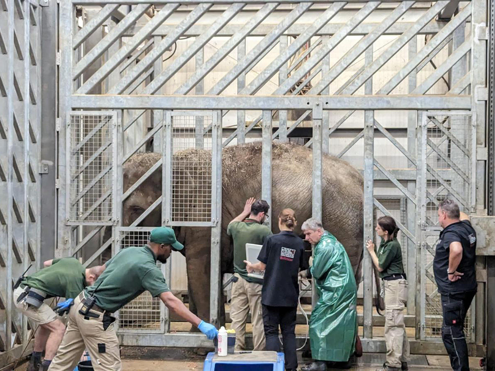 Major milestone for the pregnant elephants at Blackpool Zoo - Visit ...