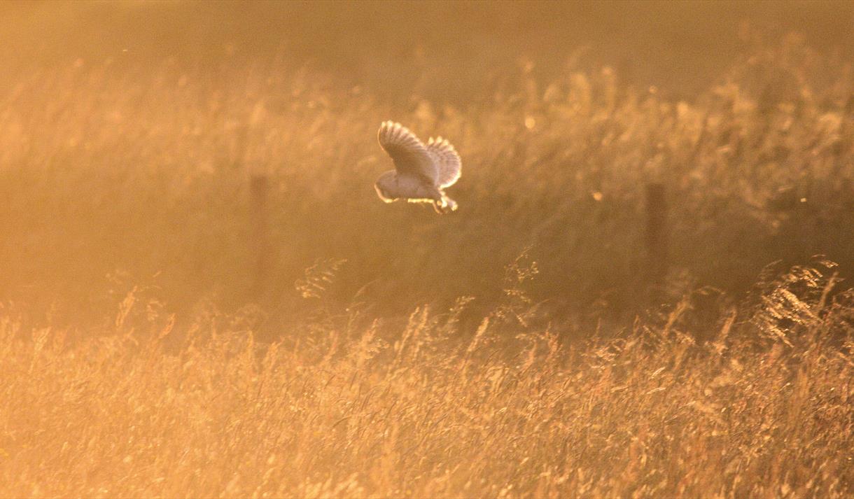 Bat And Barn Owl Nights Nature In Nr Ormskirk Burscough Visit